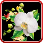 Logo of Orchids Live Wallpaper android Application 