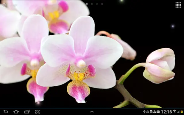 Orchids Live Wallpaper android App screenshot 1