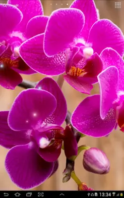 Orchids Live Wallpaper android App screenshot 4